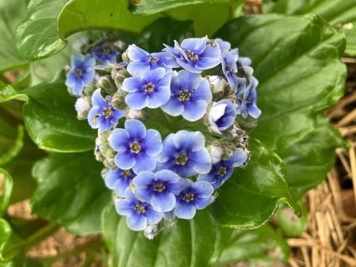 Die Welt hat 19 atemberaubende Blumen verloren, die jetzt ausgestorben sind