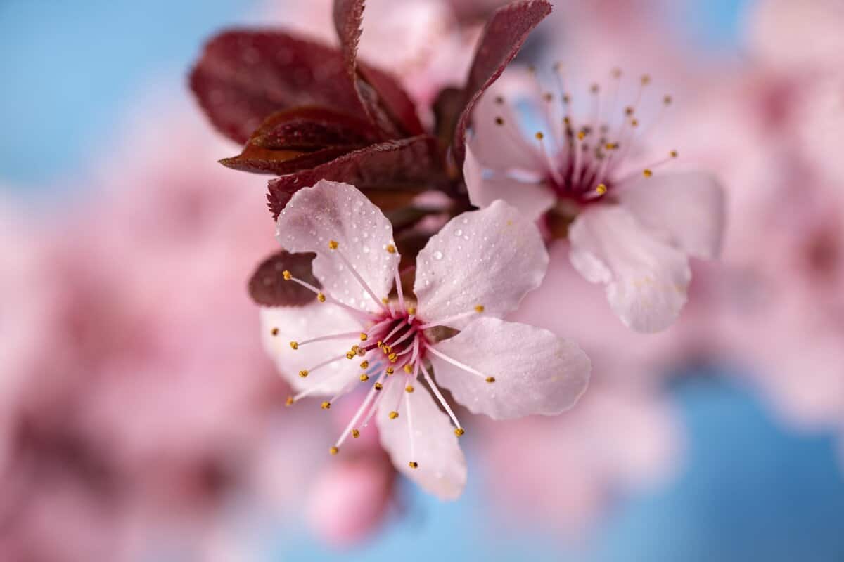 20 Prächtige blühende Bäume für kleine Gärten