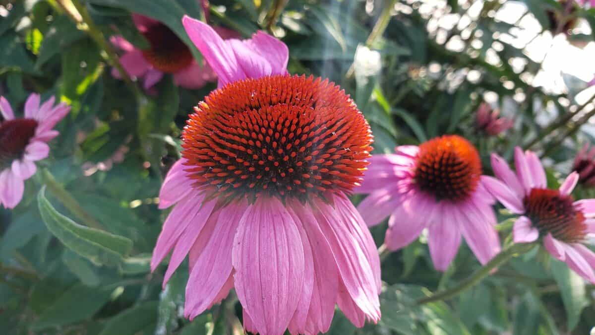 17 Pflanzen, die Ihre Kegelblumen zum Blühen bringen