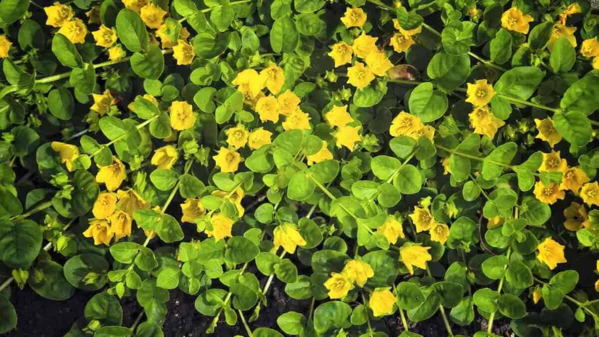 Halten Sie diese 10 invasiven Pflanzen aus Ihrem Garten fern – hier ist der Grund dafür