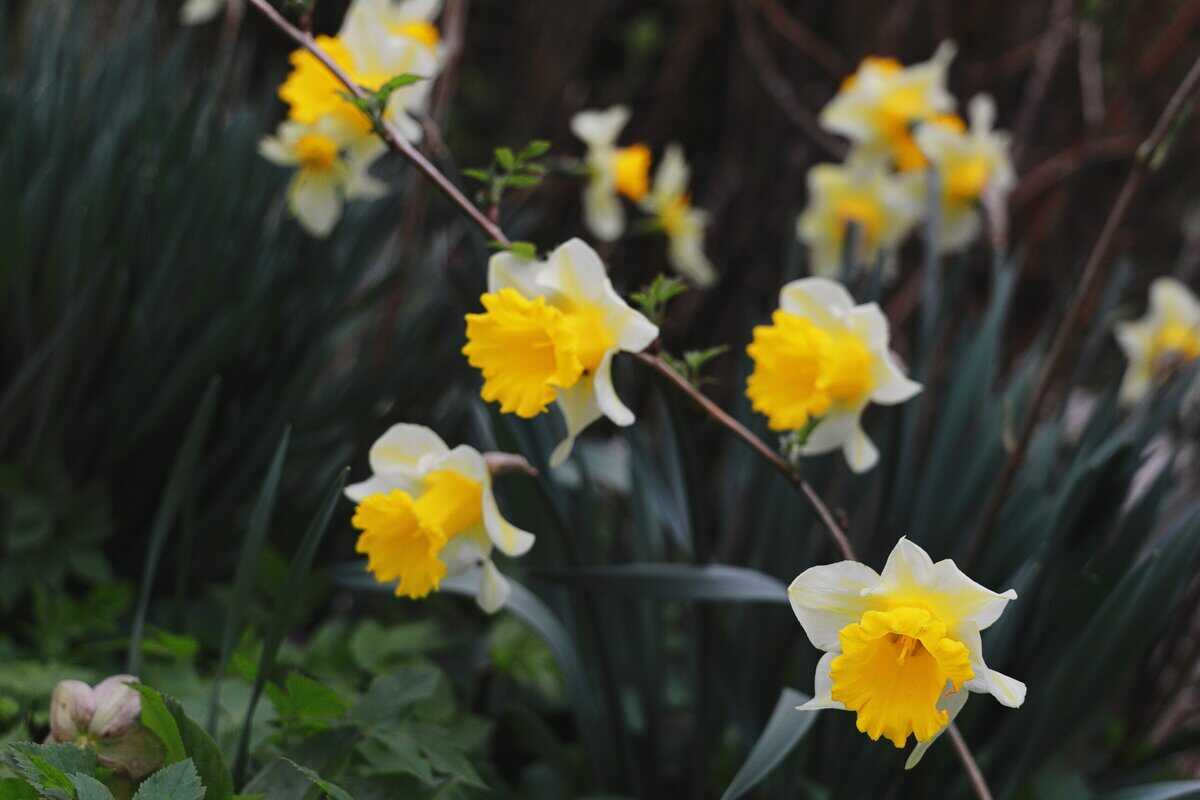 Die 30 Frühlingsblumen, die Ihrem Garten einen frischen neuen Look verleihen