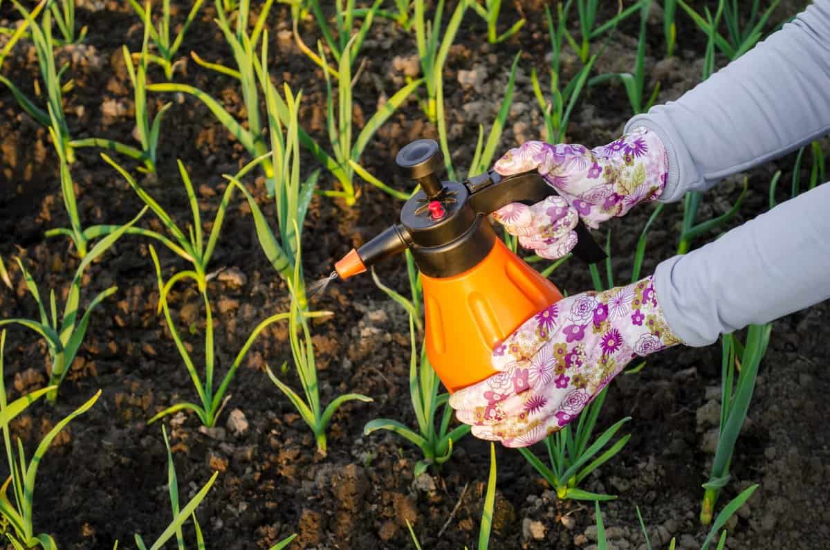 22 Gartenrichtlinien, die Experten empfehlen, sollten Sie ignorieren