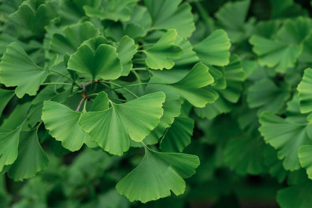 23 Lebende fossile Pflanzen, die sich seit Millionen von Jahren kaum verändert haben