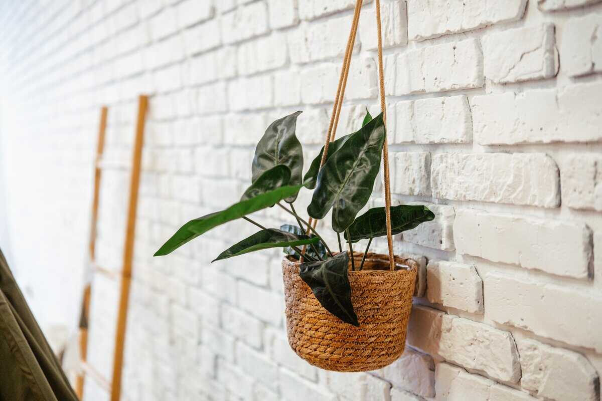 25 Kreative Ideen zum Arrangieren und Präsentieren von Zimmerpflanzen