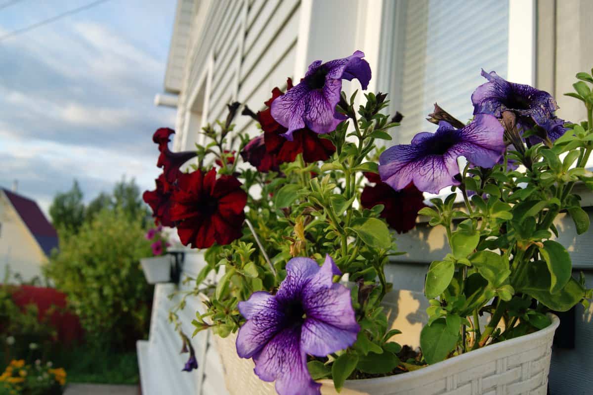 23 Schöne Ideen für Frühjahrspflanzgefäße zur Verschönerung Ihres Gartens