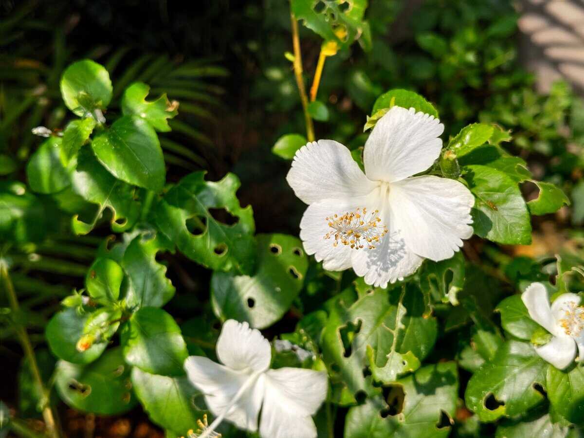 21 Farbenfrohe und geschmackvolle essbare Blumen zum Verfeinern Ihrer Gerichte