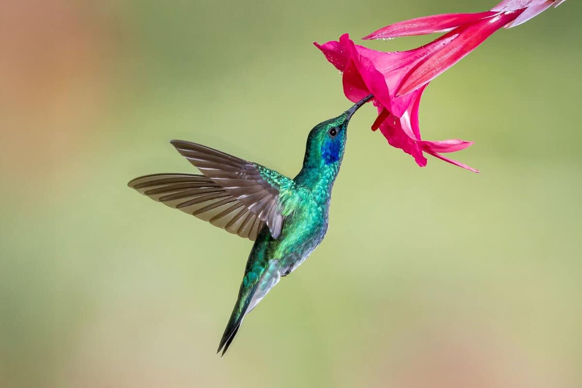 Für diese 16 mehrjährigen Blumen kommen die Kolibris immer wieder zurück