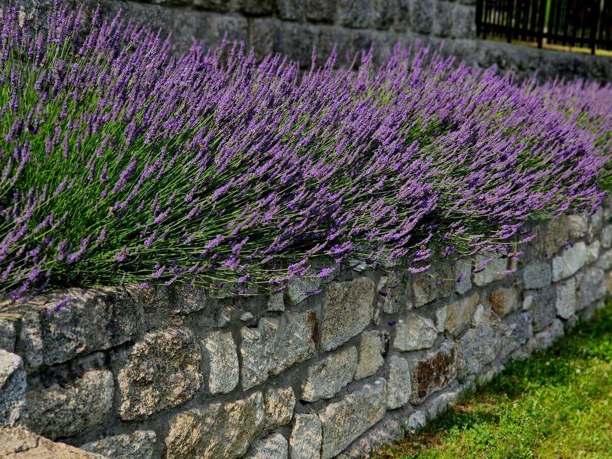 19 Wassersparende Blumen, die mit wenig Feuchtigkeit gedeihen