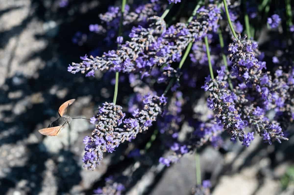 14 Blühende Pflanzen, die Lavendel ähneln