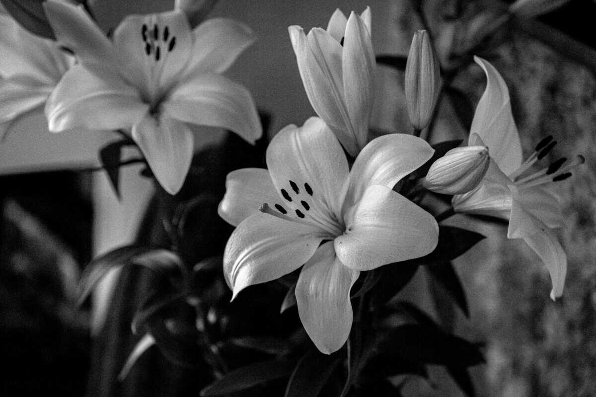 15 Zeitlose Blumensorten, die unsere Großeltern kultivierten und die einen Platz in den heutigen Gärten verdienen