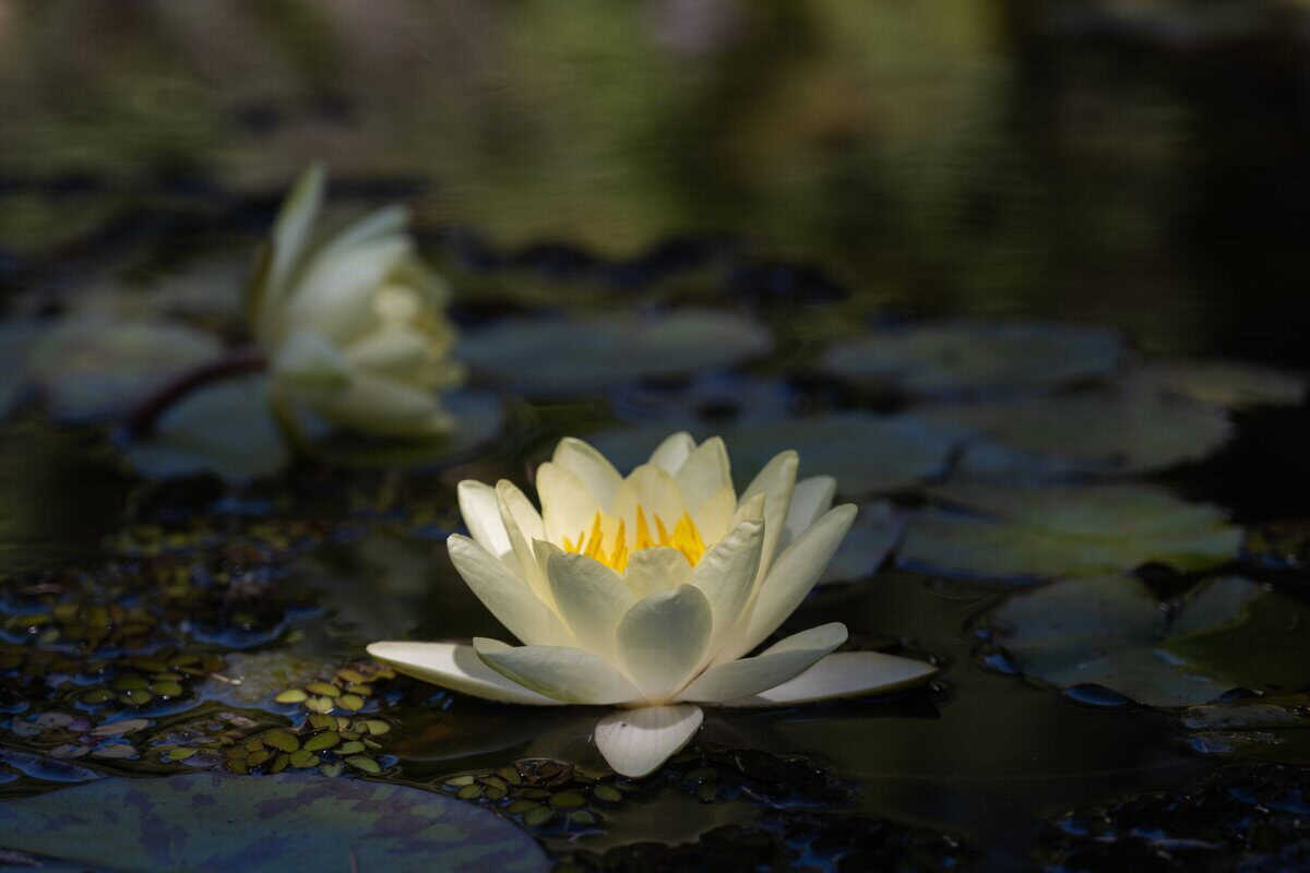 13 Bedeutende Pflanzen, die in der Mythologie eine zentrale Rolle spielten