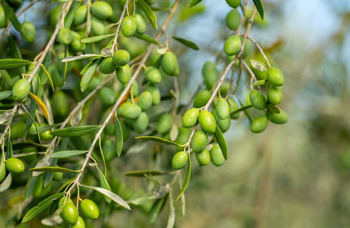 Ausgestorben und doch unvergeßlich: 16 bemerkenswerte Bäume, die für immer verloren sind