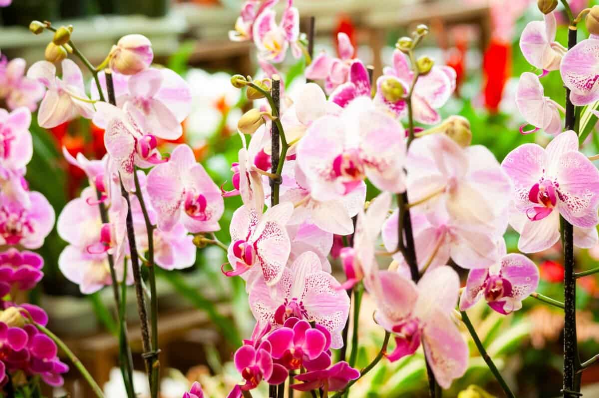 27 Blumen, die Romantik symbolisieren, um Ihren Valentinsgarten zu bereichern