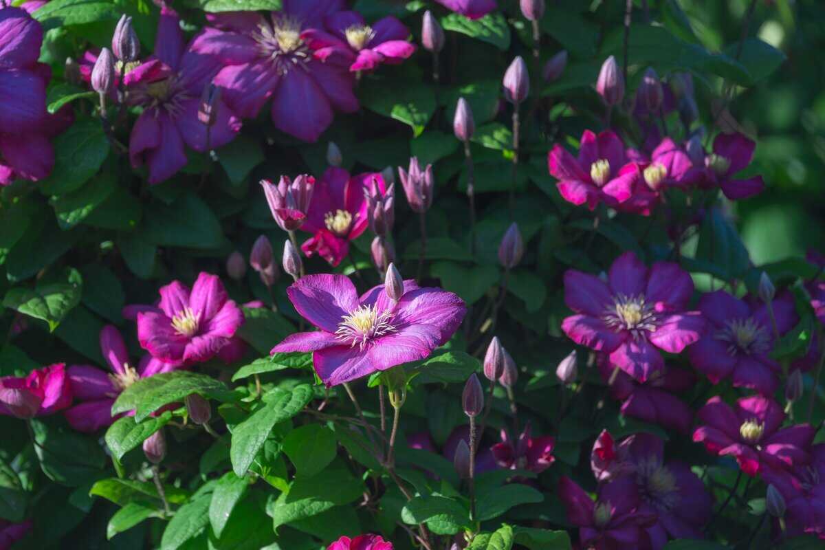 16 Expertentipps für die Gestaltung eines trockenheitsresistenten Gartens