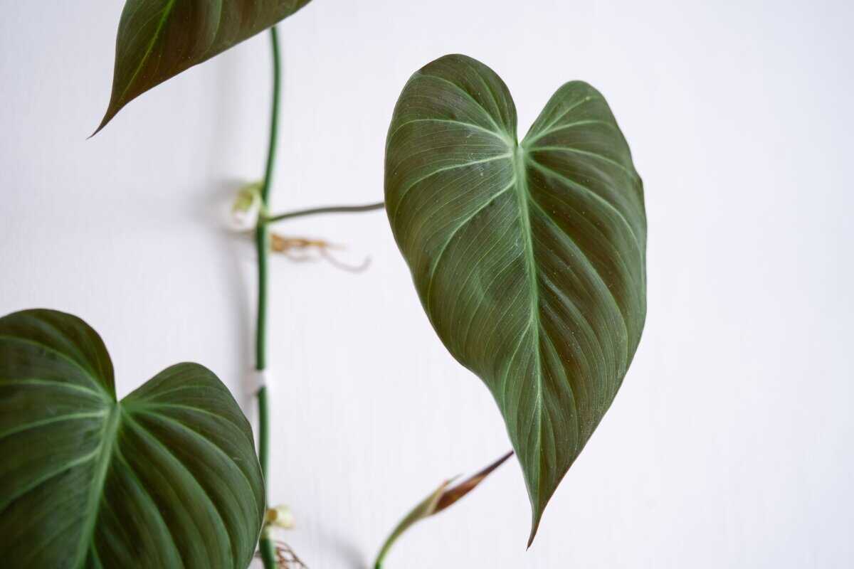 25 Giftige Pflanzen und Blumen, die Sie nicht zu Hause haben sollten