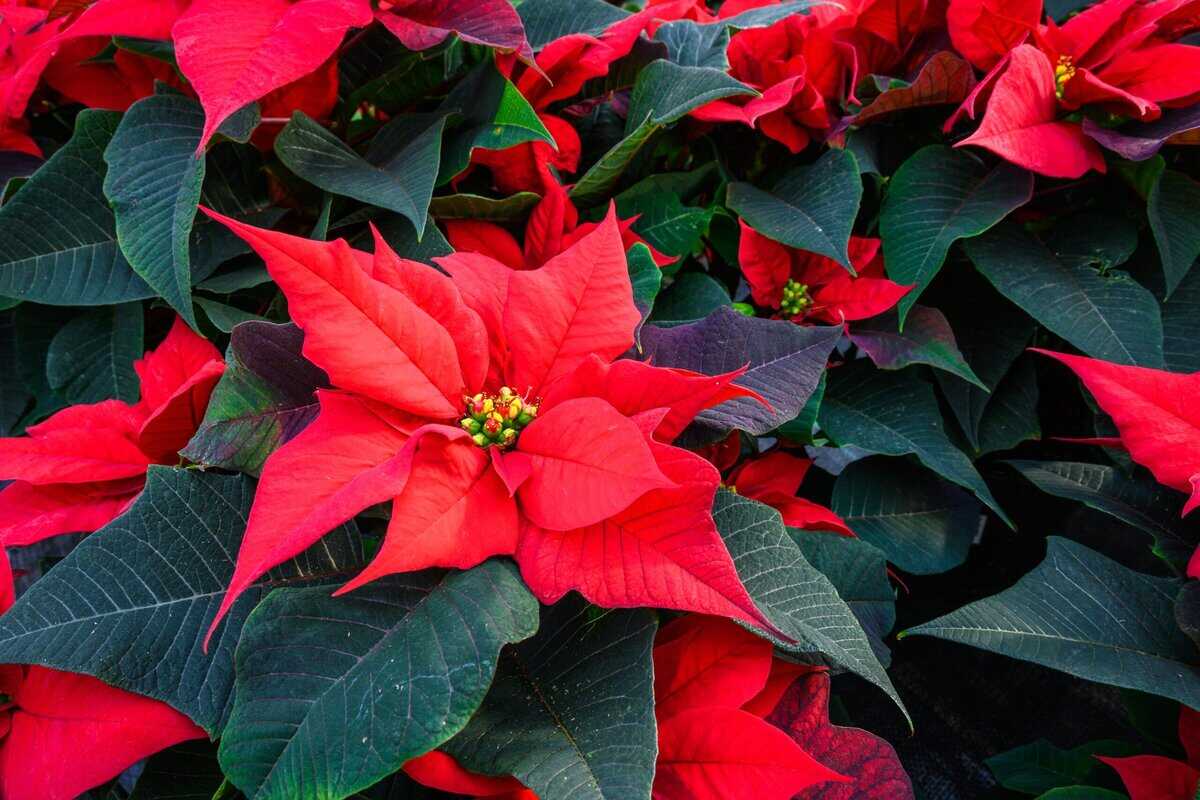 13 Verblüffende Fakten über Weihnachtssterne, die Sie entdecken sollten