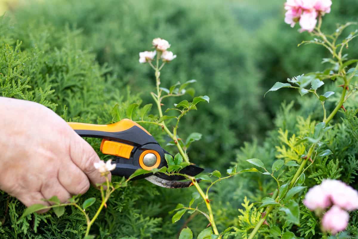Verlängern Sie die Lebensdauer Ihrer Schnittblumen mit diesen wichtigen Tipps