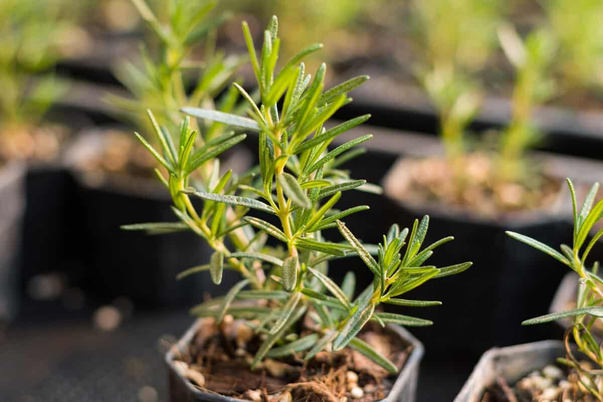 24 Muss-Kräuter für jeden Gärtner