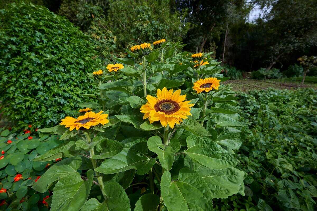 Die 14 Wichtigsten Blumenzwiebeln für die nächste Saison