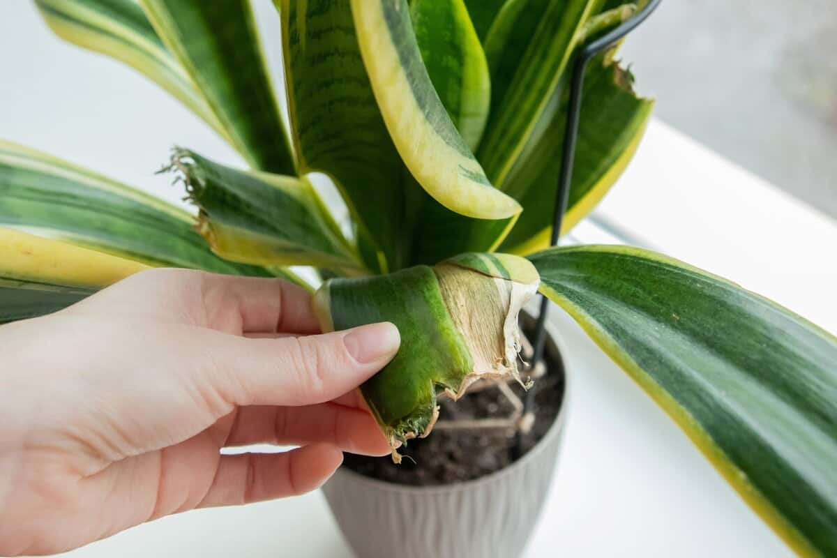 16 Strategien für den Umzug von Zimmerpflanzen ins Freie im Frühling