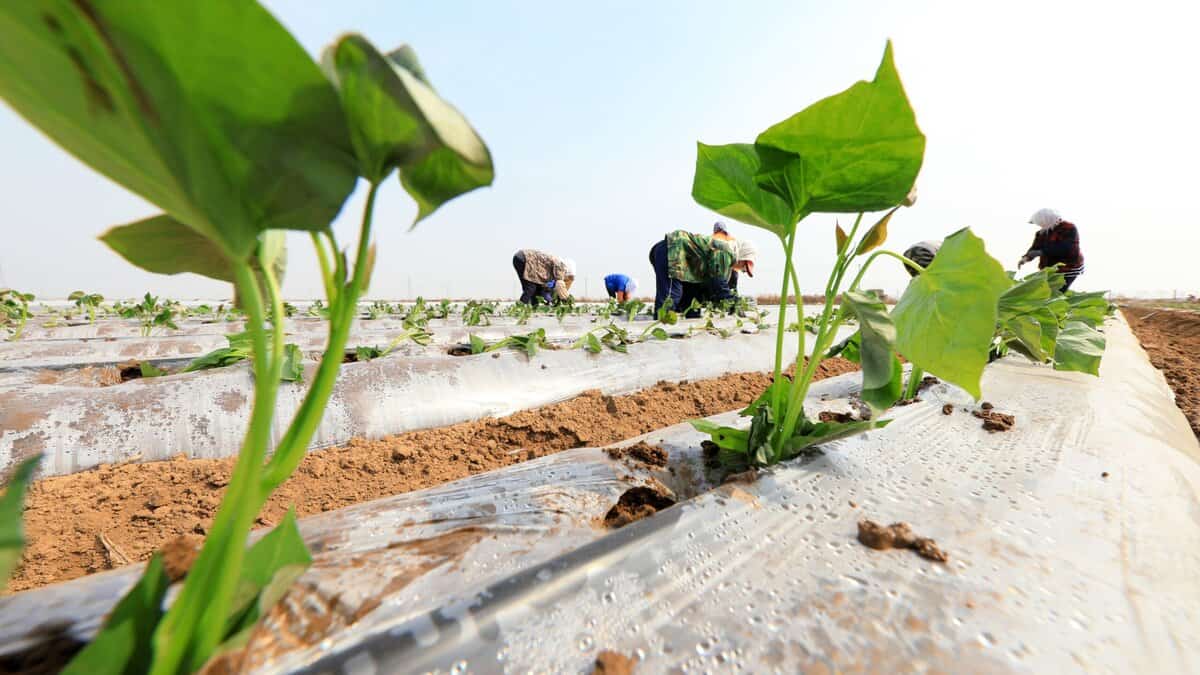 21 Begleitpflanzen, die das Wachstum und die Gesundheit von Süßkartoffeln fördern