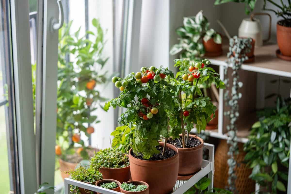 16 Essentielle Pflanzen für einen autarken Überlebensgarten, die jeder Prepper anbauen sollte