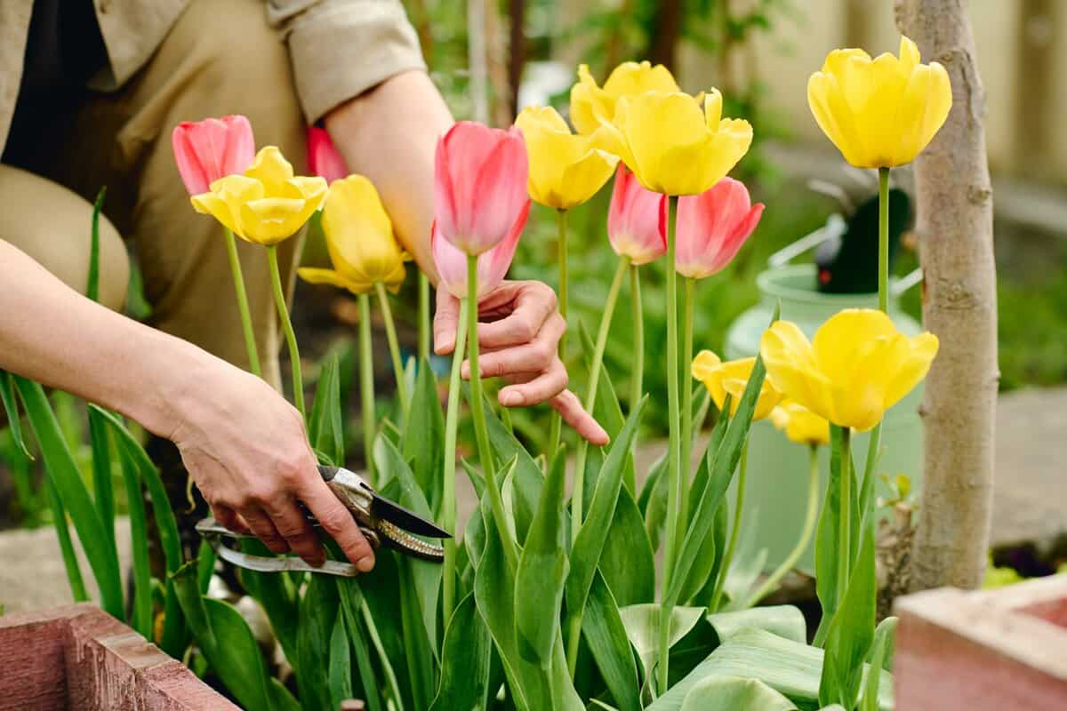 24 Frühlingsblumen, die Ihren Garten sofort beleben