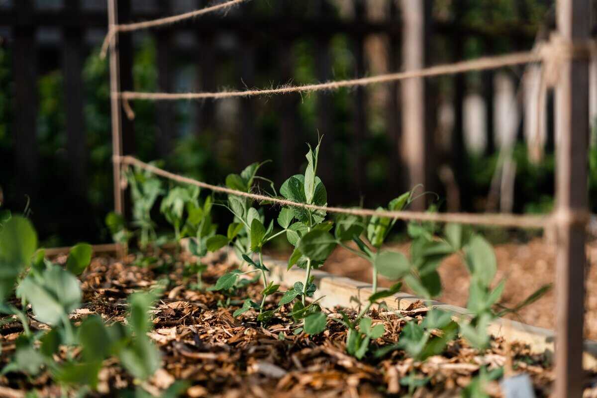 23 Top-Gemüse für den Anbau an einem Spalier
