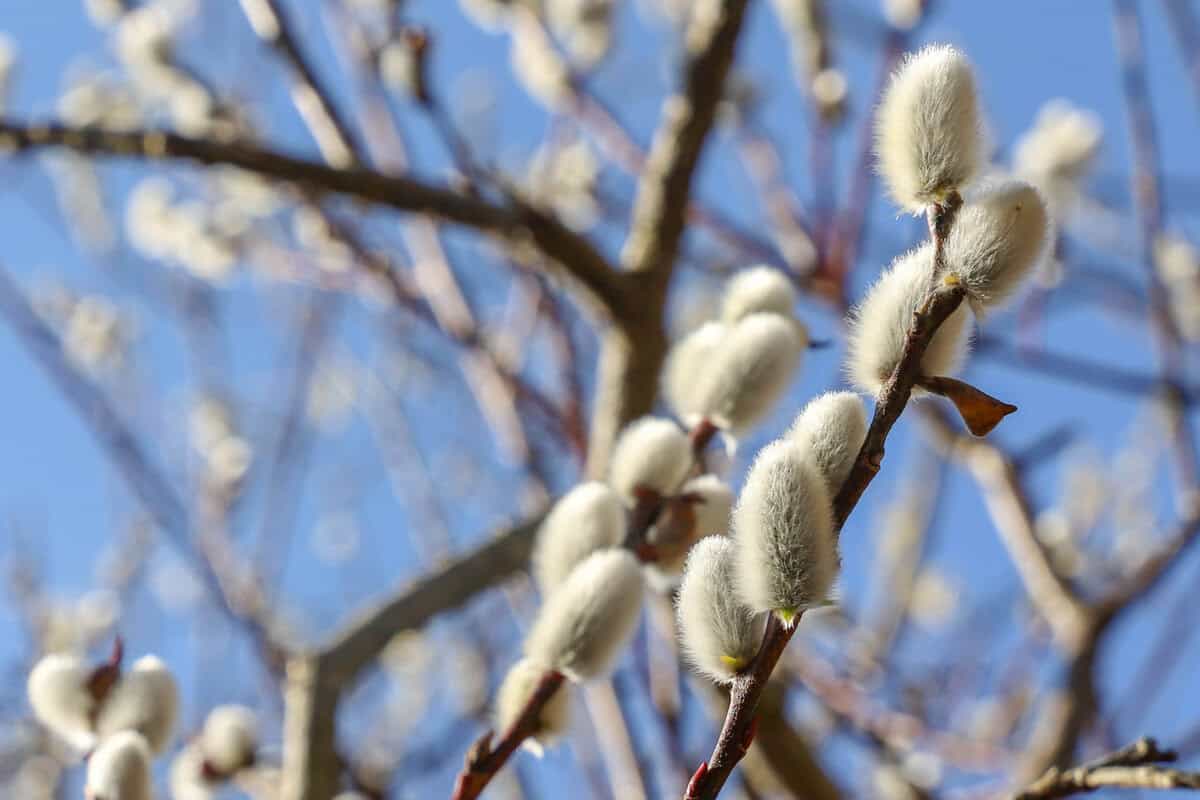 13 übliche Bäume, die Sie nicht in der Nähe Ihres Hauses pflanzen sollten