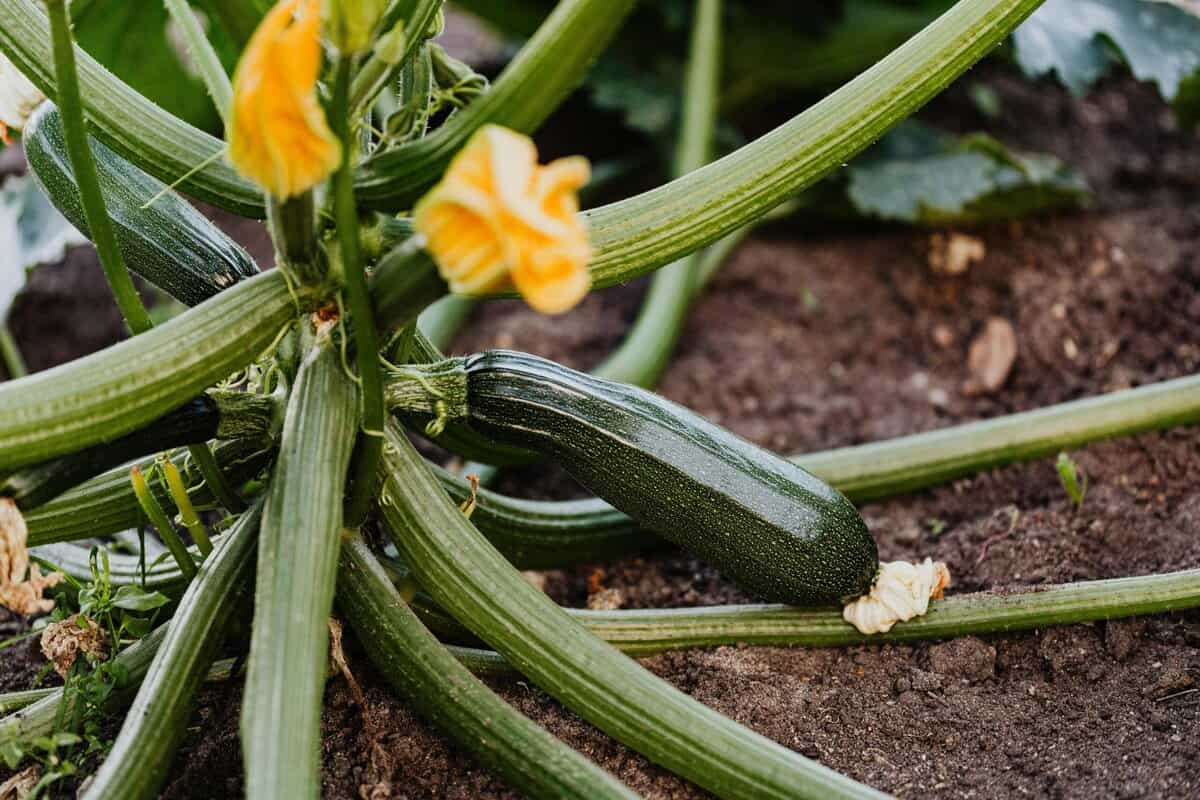 23 Gemüse für Ihren Keto-Garten