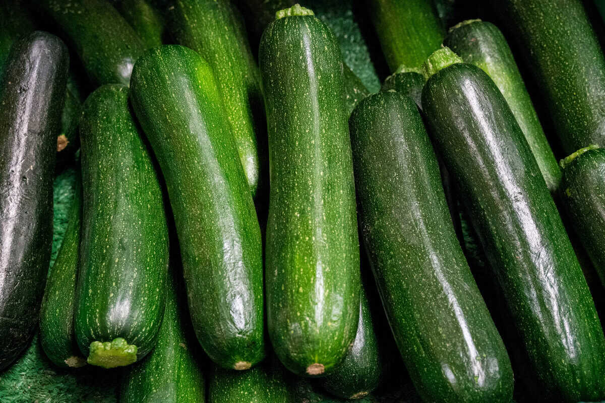 13 Tipps zur Steigerung des Zucchini-Ertrags