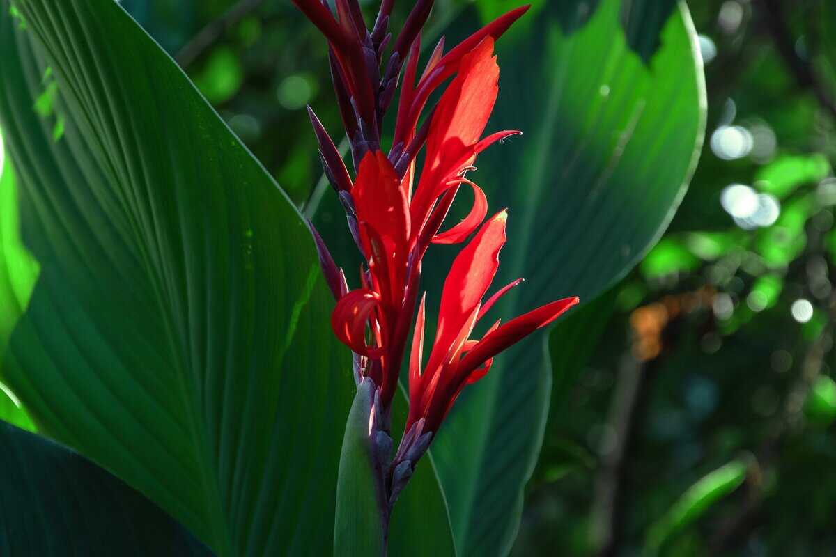 Pflege von Canna-Lilien: Eine umfassende Schritt-für-Schritt-Anleitung