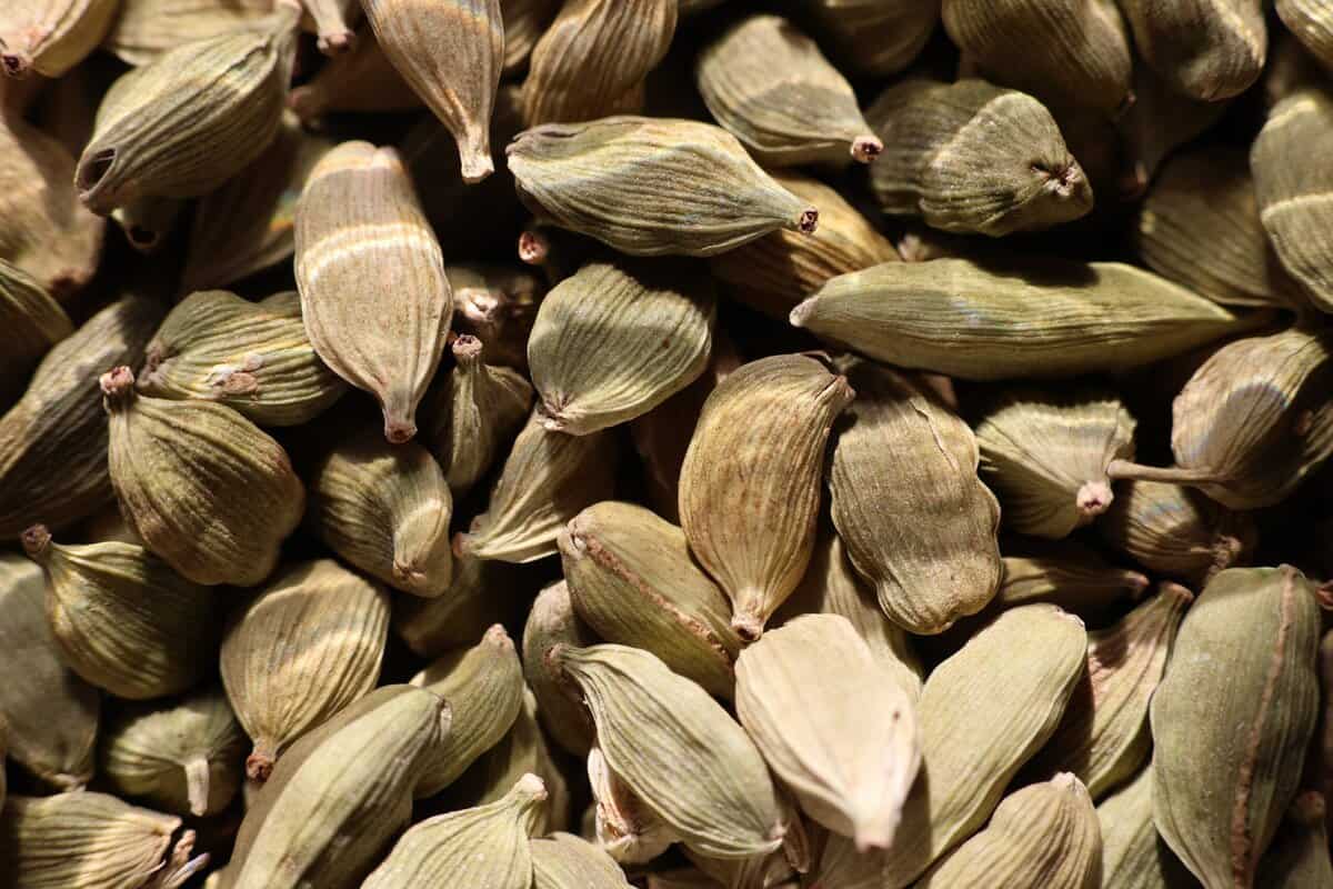 5 Einfache Schritte zum Anbau von Kardamom in Töpfen zu Hause