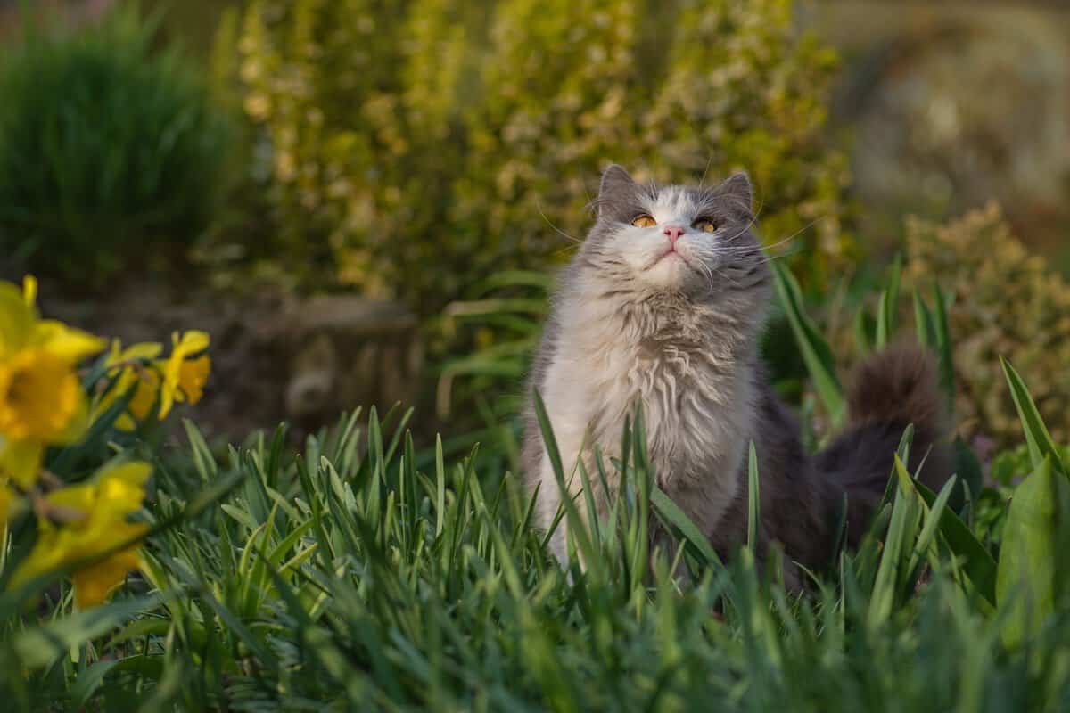 Haustierfreundliche Bodendecker: 23 kriechende Pflanzen für einen lebendigen Garten