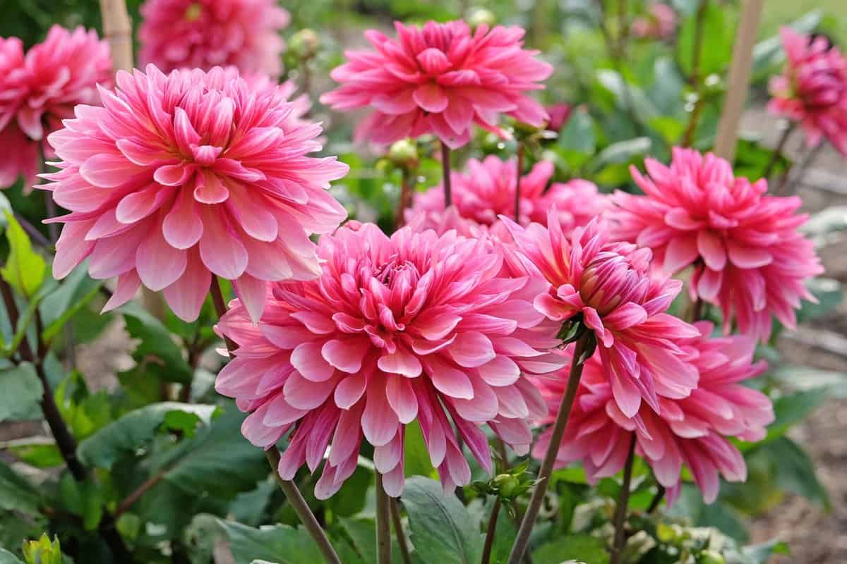 Tipps für den Anbau wunderschöner Dahlienblumen in Ihrem Garten