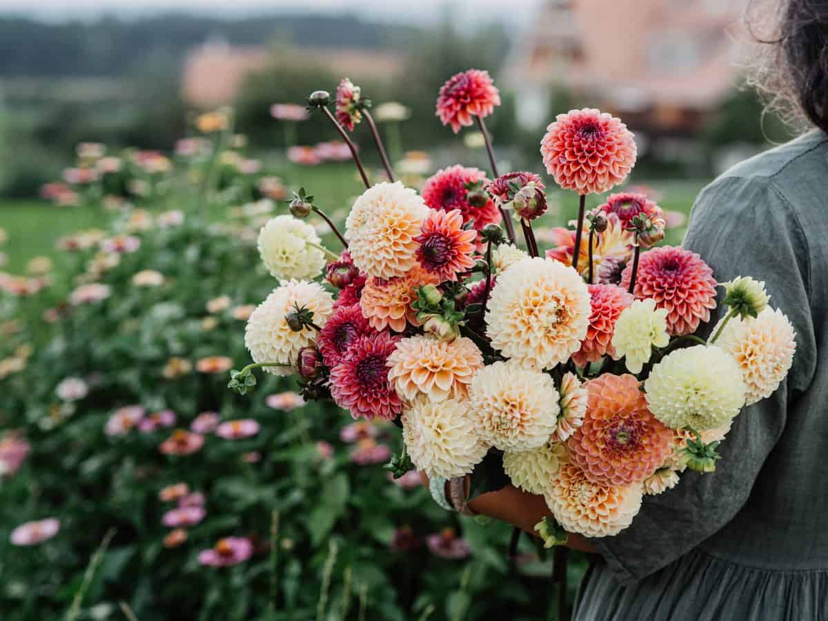 11 Einfache Schritte für die erfolgreiche Lagerung Ihrer Dahlien über den Winter