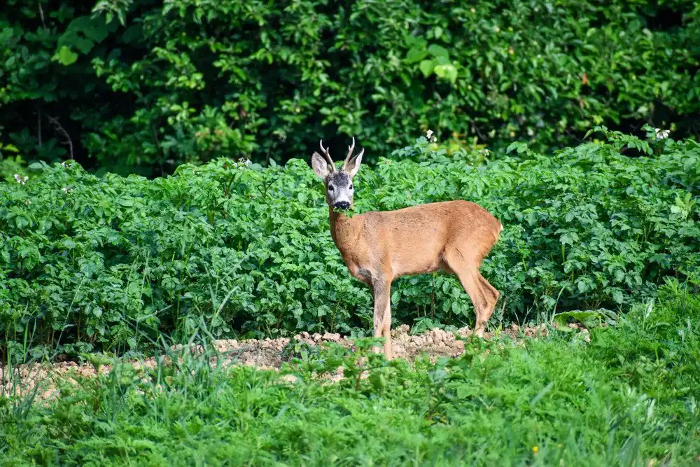 6 Strategien zum Schutz Ihres Gartens vor Rehen und Wildtieren