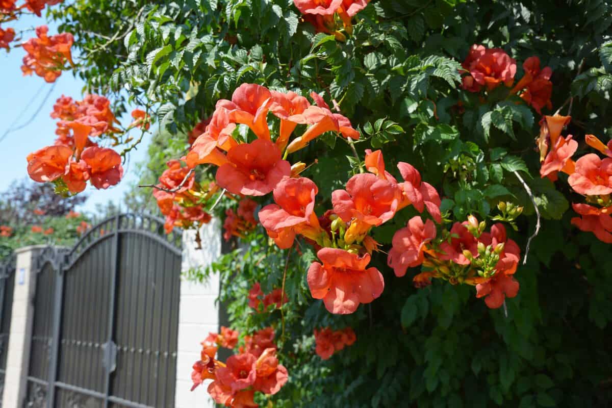 Bezaubernde Kletterpflanzen: 23 Blühende Kletterpflanzen, die Ihren Garten verwandeln