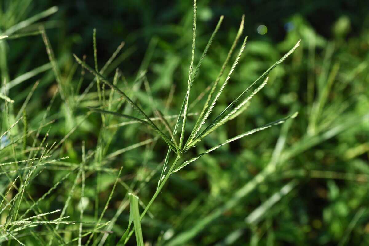 7 Bemerkenswerte Vorteile von Gänsegras und wie man es nutzt