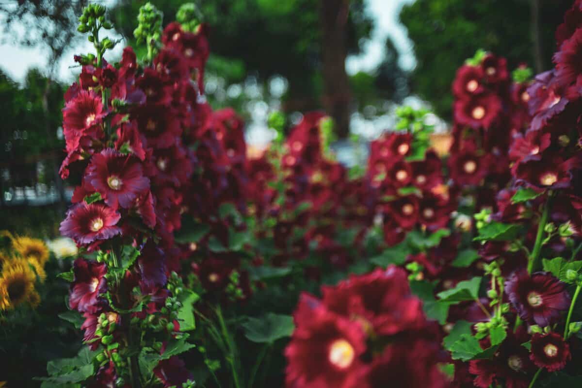 12 Wichtige Tipps für den Anbau von Stockrosen, von denen Sie nie wussten, dass Sie sie brauchen