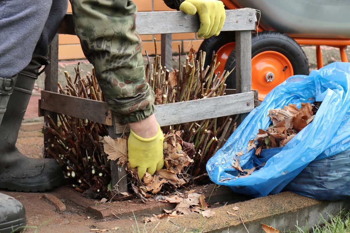 Hortensien-Fehlerbehebung: 11 Häufige Probleme und Lösungen