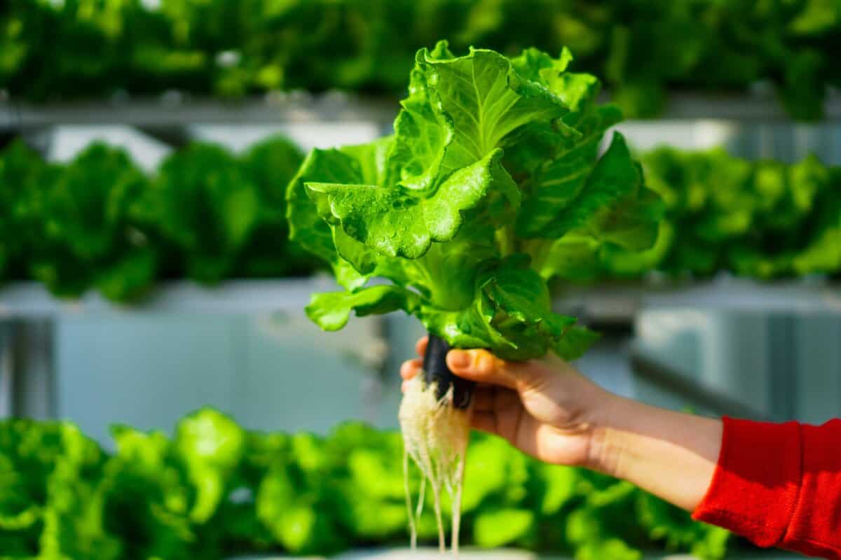 17 Gemüsesorten, die für den Hydrokulturanbau geeignet sind