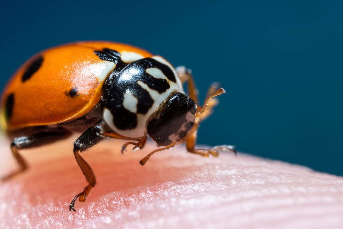 Möglichkeiten, Ihren Garten in einen Zufluchtsort für Marienkäfer zu verwandeln