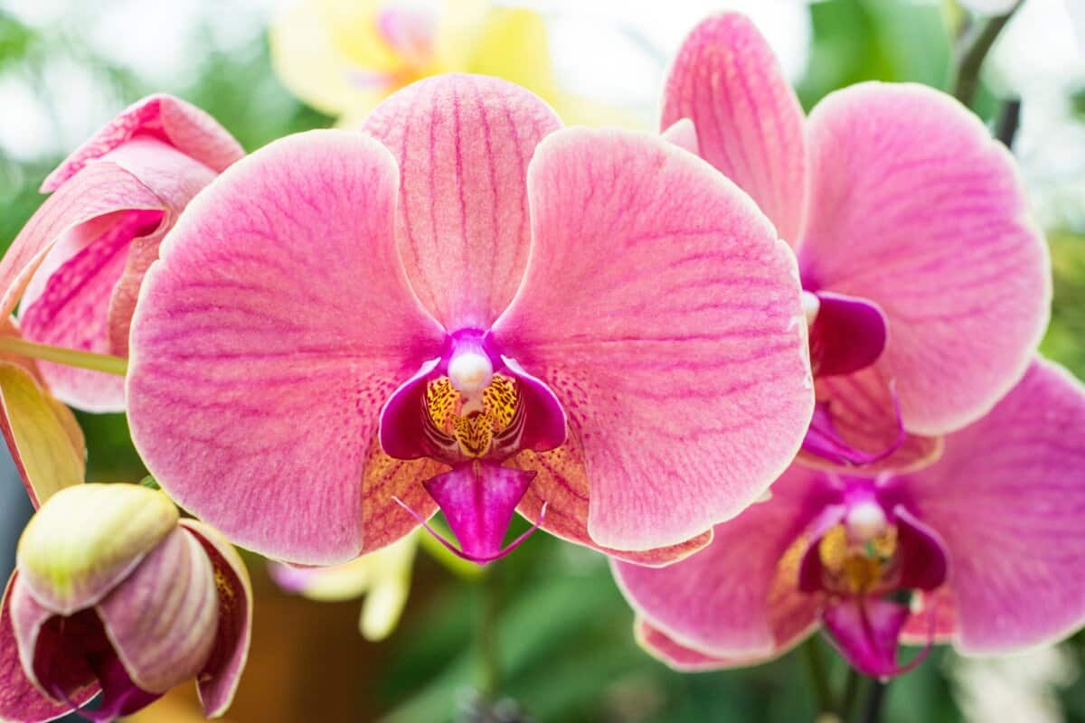 Orchideenpflege meistern: Wirksame Tipps für schöne Nachblüte