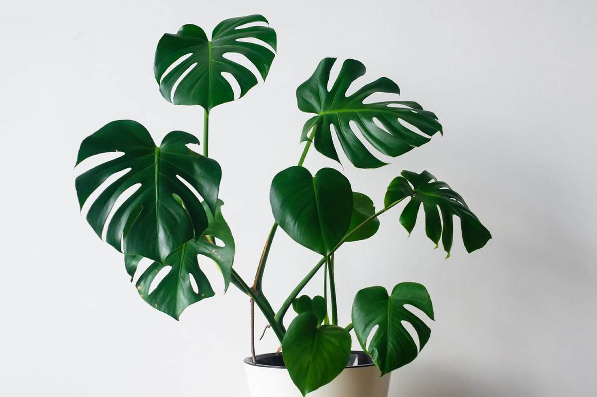 Philodendron züchten und pflegen: Tipps für schöne Zimmerpflanzen