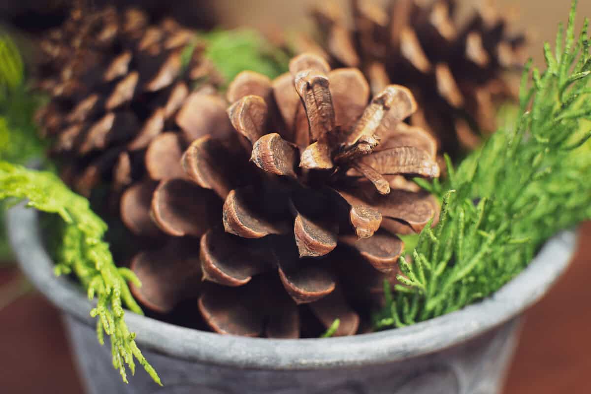 Tannenzapfen in Ihrem Pflanzgefäß: Was hat es damit auf sich?