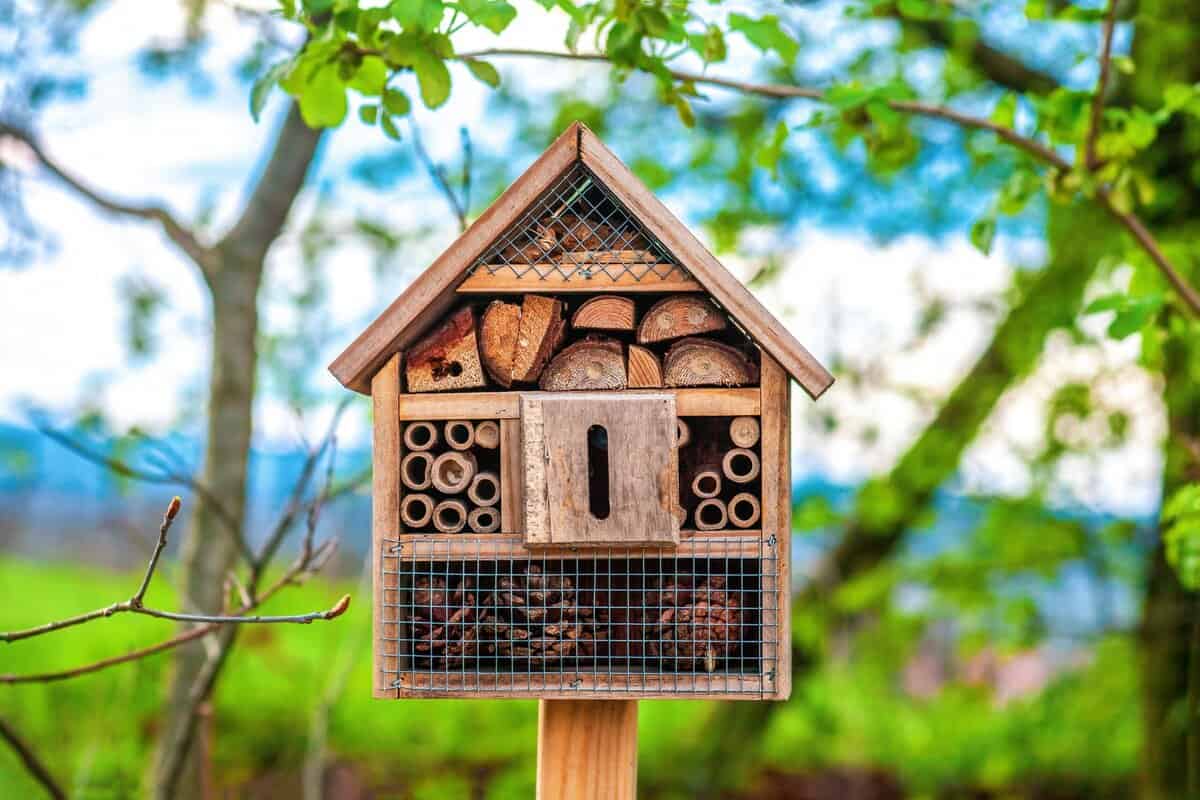 Gärten, die Wildtiere unterstützen: Warum es wichtig ist, heute einen solchen Garten in Ihrem Hinterhof anzulegen