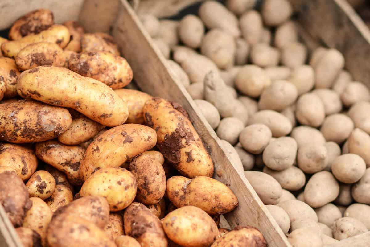 Hier ist der Grund, warum der Anbau von Kartoffeln in Kübeln zu Hause eine großartige Idee ist