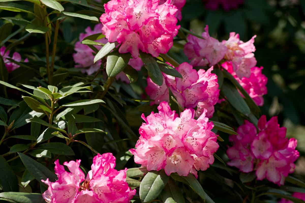 22 Immergrüne Sträucher, damit Ihr Garten das ganze Jahr über gedeiht