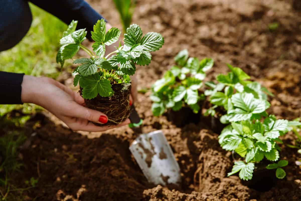 7 Effektive Methoden für köstliche, aromatische Erdbeeren